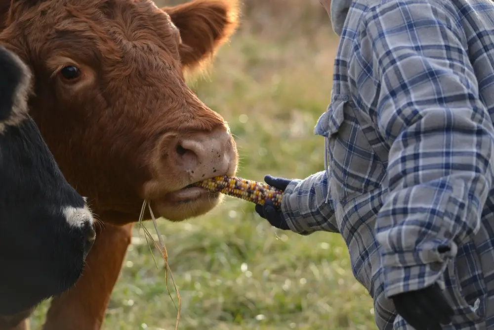 Animal Feed Corn